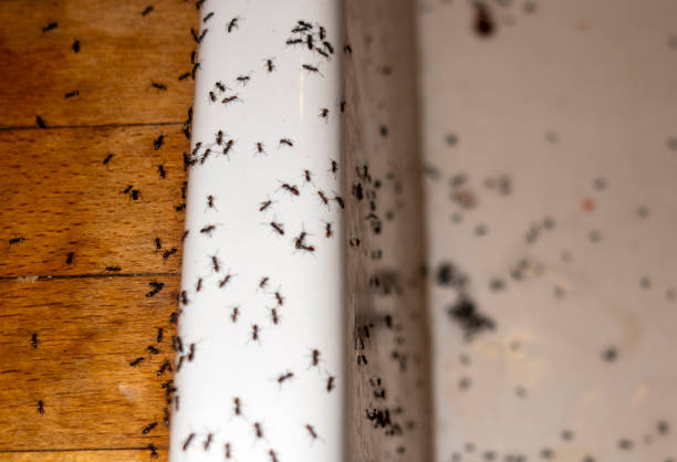 Best Exterminator Services  in Gerber, CA