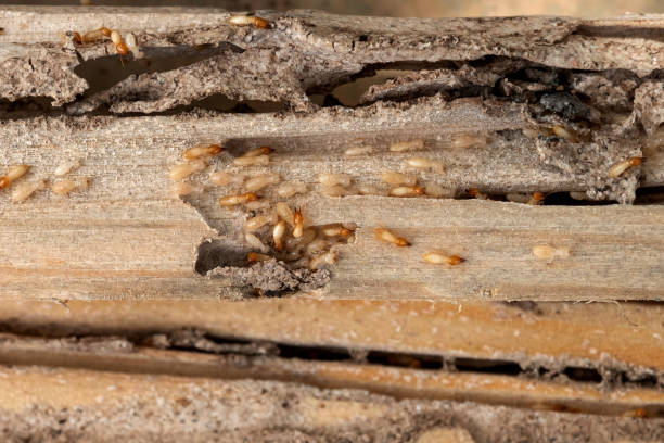 Best Best Pest Control Companies  in Gerber, CA